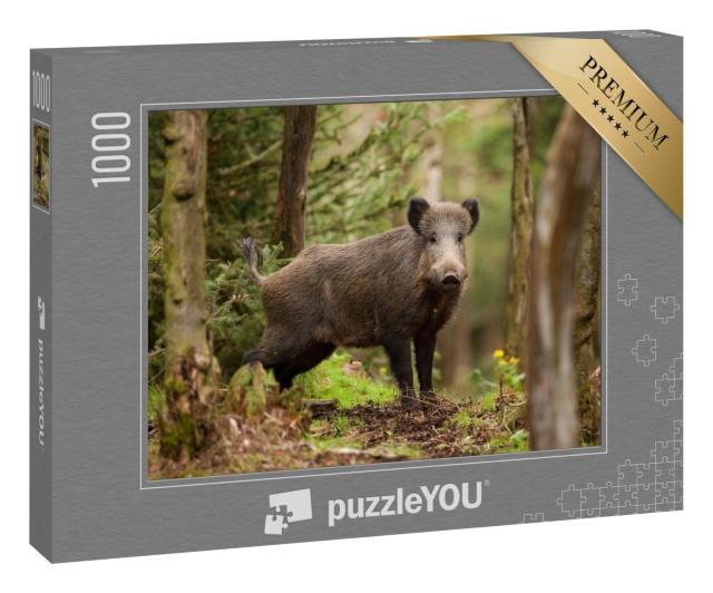 Puzzle 1000 Teile „Wildschwein, sus scrofa, in der Tschechischen Republik“