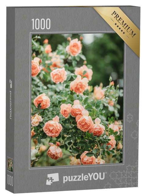 Puzzle 1000 Teile „Zarte Pfirsichrosen in voller Blüte“