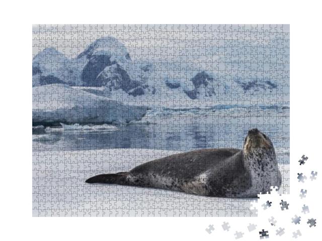 Puzzle 1000 Teile „Seeleopard, ein Raubtier der Antarktis“