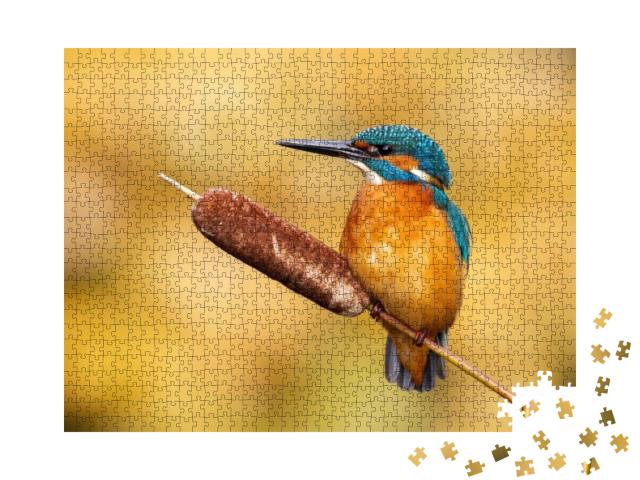 Puzzle 1000 Teile „Ruhiger männlicher Eisvogel, Alcedo atthis“